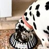 Bebedero Para Mascotas Pintado A Mano Blanco Y Negro