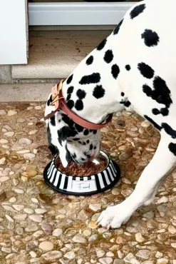 Comedero Para Mascotas Pintado A Mano Blanco Y Negro