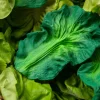 Mordedor Para Bebés Con Diseño De Kale
